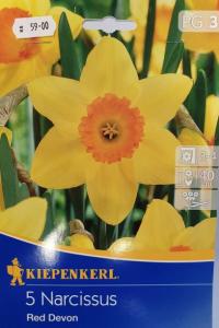 Narcis ´Red Devon´