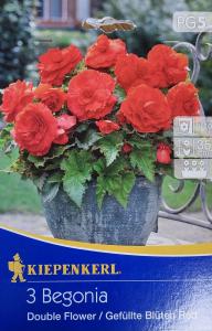 Begonia ´Double Flower Red´