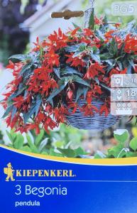 Begonia převislá