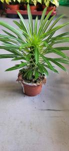 Pachypodium lamerei