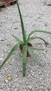 Aloe pravá