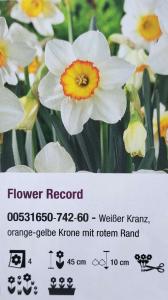 Narcis ´Flower record´