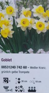 Narcis ´Goblet´