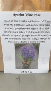 Hyacint ´Blue Pearl´