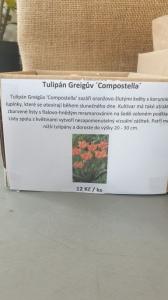 Tulipán Greigův ´Compostella´