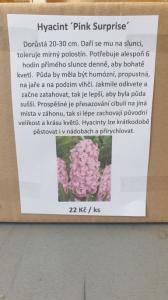 Hyacint ´Pink Surprise´